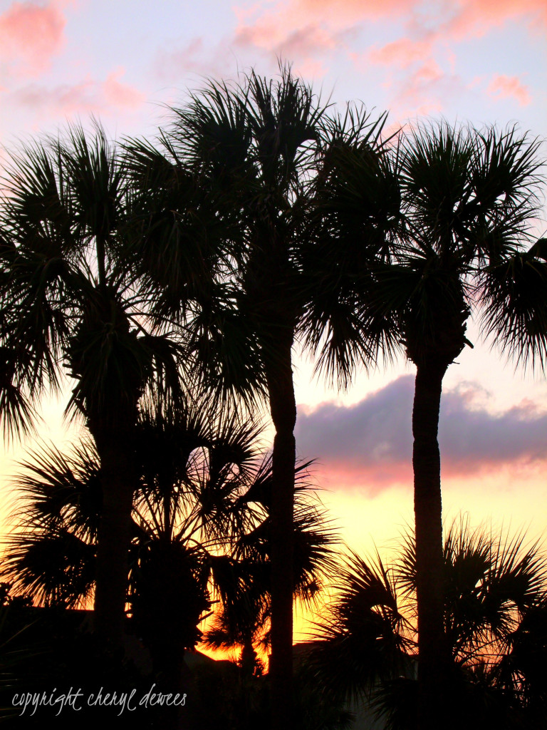 Sunset Palms by Cheryl Dewees